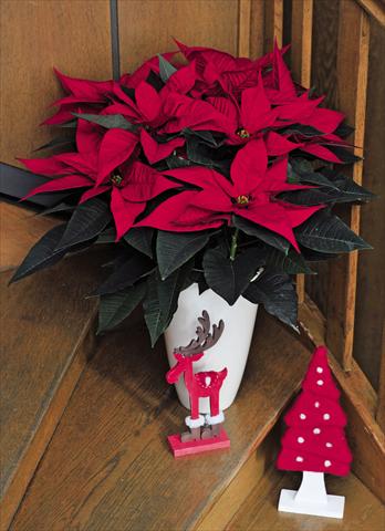 Foto fiore da  Vaso Poinsettia - Euphorbia pulcherrima Matinee Bright Red