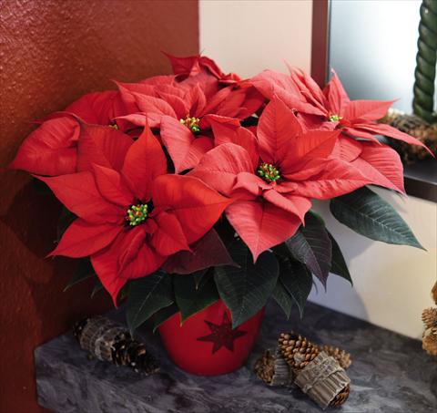 photo of flower to be used as: Pot Poinsettia - Euphorbia pulcherrima Prima Donna