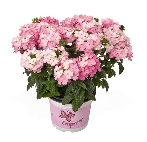 photo of flower to be used as: Basket / Pot Verbena hybrida RED FOX  Empress Flair Flamingo