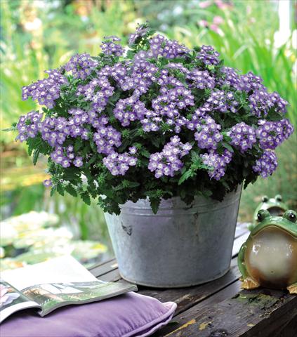 photo of flower to be used as: Basket / Pot Verbena hybrida RED FOX Empress Flair Blue Charme