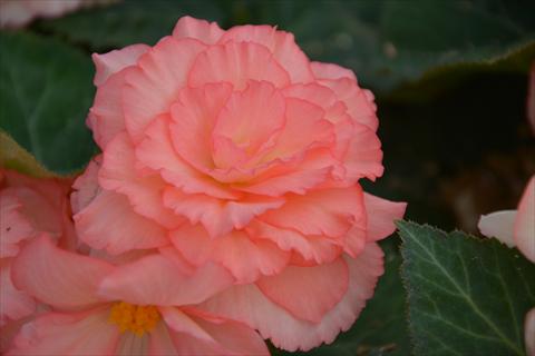 Foto fiore da  Vaso e aiola Begonia tuberhybrida Fortune Salmon Bicolour