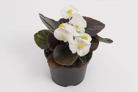 Foto fiore da  Vaso e aiola Begonia semperflorens Senator White Improved