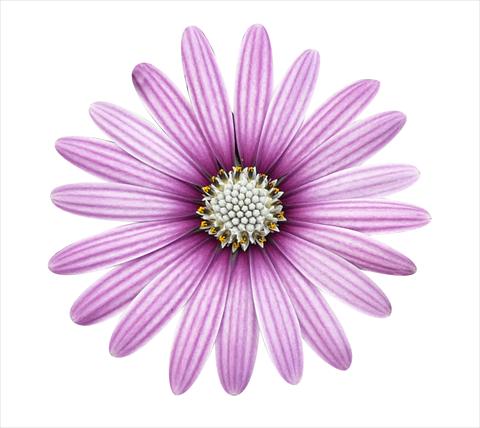 Foto fiore da  Vaso e aiola Osteospermum ecklonis Cape Daisy Eye Catcher Purple