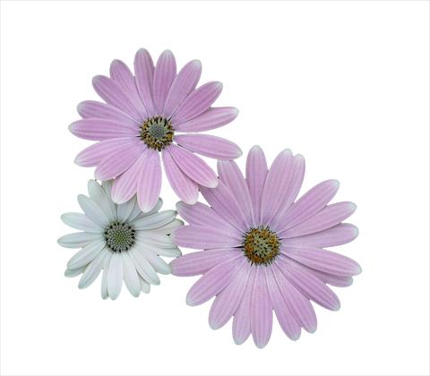 Foto fiore da  Vaso e aiola Osteospermum ecklonis Cape Daisy Softly Pink