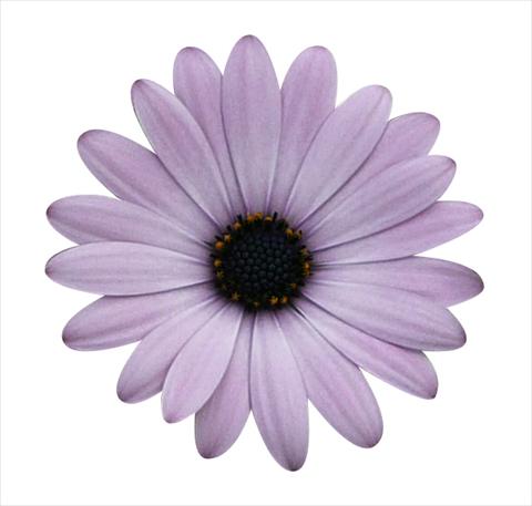 photo of flower to be used as: Pot and bedding Osteospermum ecklonis Cape Daisy Zanzibar Pink Glow