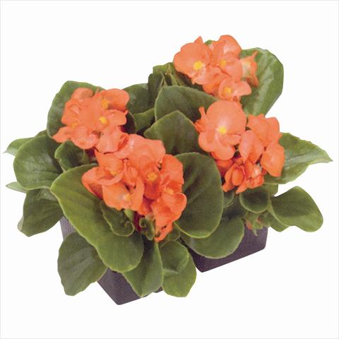 Foto fiore da  Aiuola e/o bordura Begonia semperflorens Royal Salmon Orange