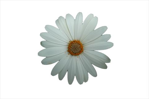 Foto fiore da  Vaso e aiola Osteospermum ecklonis Cape Daisy Zanzibar Vanilla