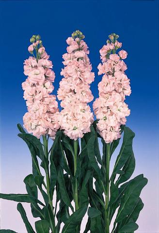 photo of flower to be used as: Pot and bedding Matthiola incana Iron Cherry blossom
