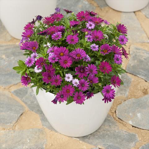 photo of flower to be used as: Pot and bedding Osteospermum ecklonis Cape Daisy Zanzibar Burgundy Imp