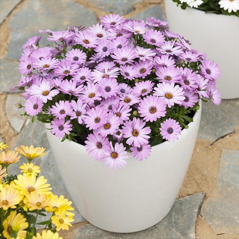 Foto fiore da  Vaso e aiola Osteospermum ecklonis Cape Daisy Zanzibar Pink Glow