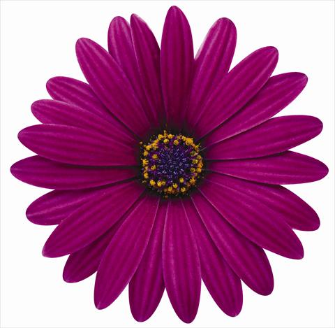 Foto fiore da  Vaso e aiola Osteospermum ecklonis Zanzibar Burgundy