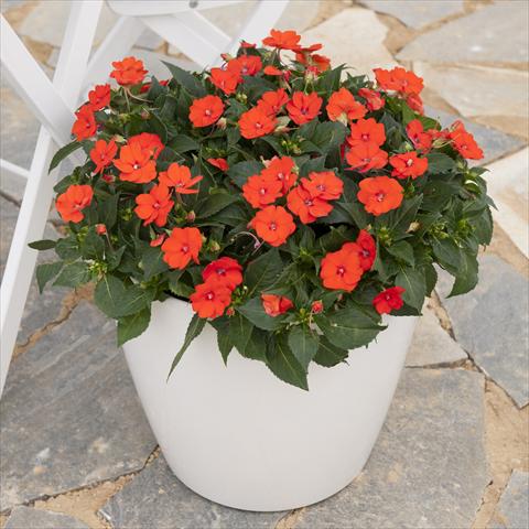 Foto fiore da  Vaso e aiola Impatiens hybrida Sunpatiens Compact Electric Orange