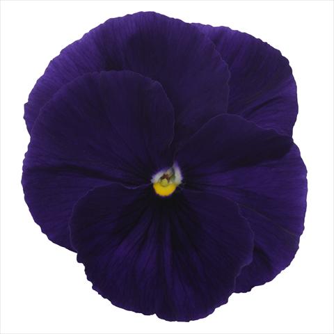 Foto fiore da  Basket vaso o aiuola Viola wittrockiana Dynamite Clear Purple