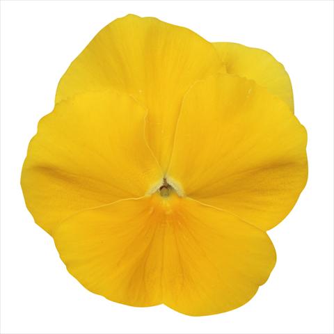 photo of flower to be used as: Bedding pot or basket Viola wittrockiana Dynamite Clear Yellow