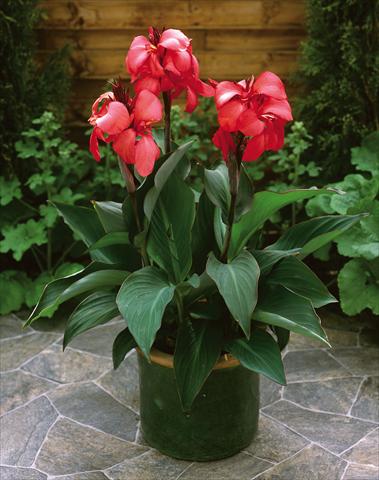 Foto fiore da  Vaso Canna hybrida Cannova Rose