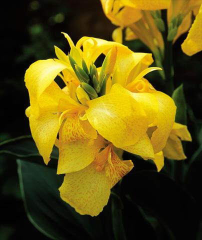 Foto fiore da  Vaso Canna hybrida Cannova Yellow