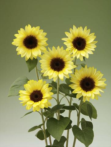 Foto fiore da  Vaso e aiola Helianthus annuus Sunrich Limoncello Summer