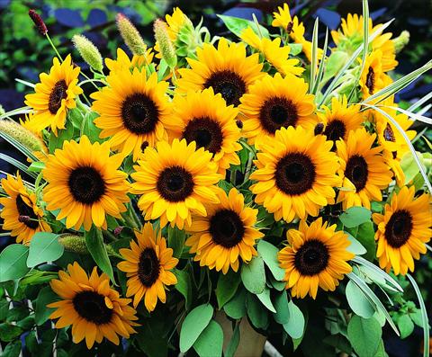 Foto fiore da  Vaso e aiola Helianthus annuus Sunrich Orange DMR