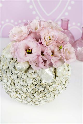 Foto fiore da  Vaso Lisianthus (Eustoma grandiflorum) Corelli Light Pink