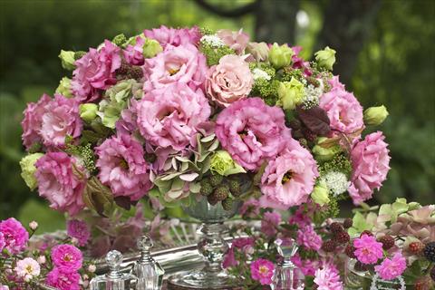 Foto fiore da  Vaso Lisianthus (Eustoma grandiflorum) Corelli Rose