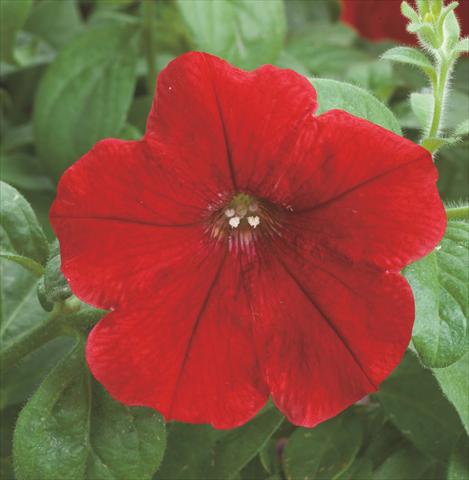 Foto fiore da  Vaso e aiola Petunia hybrida Opera Supreme Red