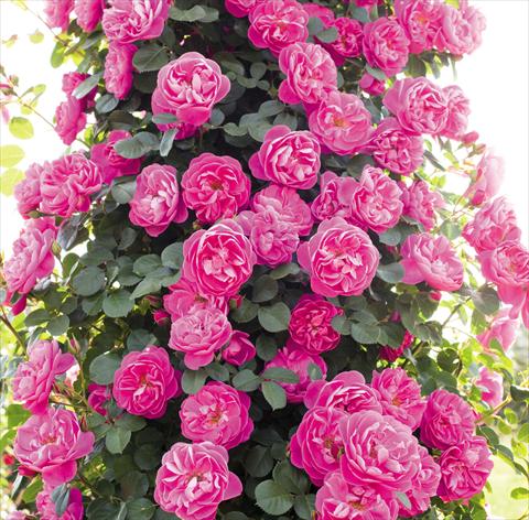 photo of flower to be used as: Pot and bedding Rosa rampicante Allegro