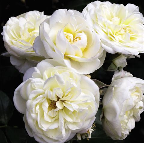 photo of flower to be used as: Pot and bedding Rosa floribunda Lady Romantica