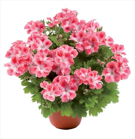 Foto fiore da  Vaso Pelargonium grandiflorum pac® Candy Flowers Pink Cloud