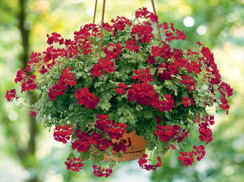 Foto fiore da  Basket o vaso Pelargonium peltatum pac® Happy Face Dark Red