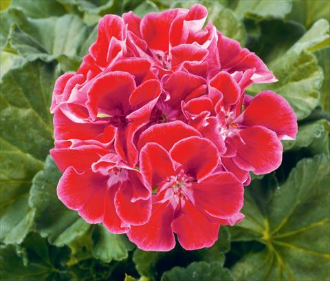photo of flower to be used as: Pot Pelargonium zonale pac® Spanish Wine Burgundy