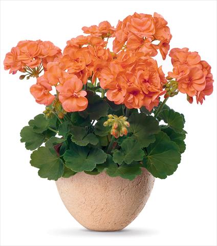 Foto fiore da  Vaso Pelargonium zonale pac® Stefanie