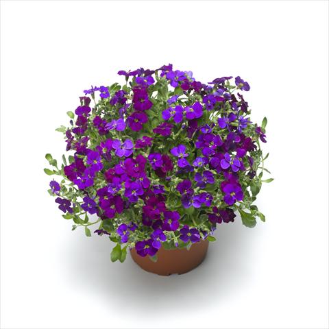 Foto fiore da  Vaso Aubrieta hybrida Audrey Deep Purple Compact