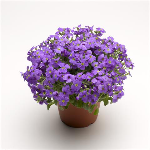 Foto fiore da  Vaso Aubrieta hybrida Audrey Light Blue