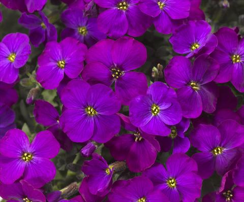 Foto fiore da  Vaso Aubrieta hybrida Audrey Purple Shades