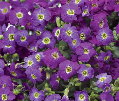 Foto fiore da  Vaso e aiola Aubrieta hybrida Axcent Violet with Eye Improved