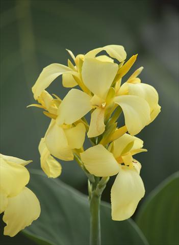 Foto fiore da  Vaso Canna hybrida Cannova Exp Lemon