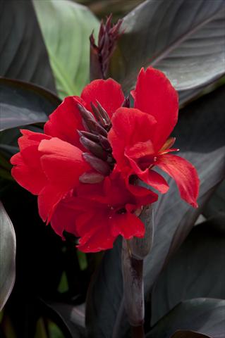 Foto fiore da  Vaso Canna hybrida Cannova Scarlet Bronze Leaf