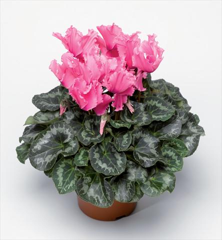 Foto fiore da  Vaso Cyclamen persicum Friller Pink