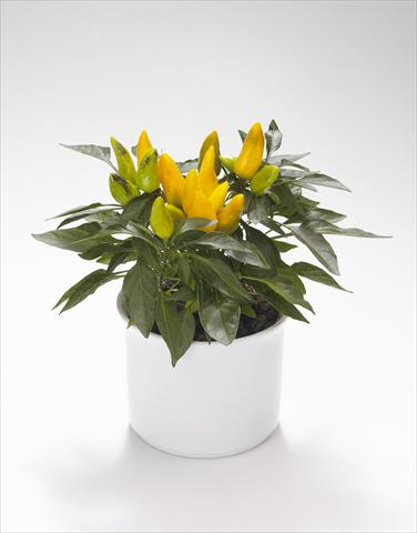 photo of flower to be used as: Basket / Pot Capsicum annuum Calypso Yellow