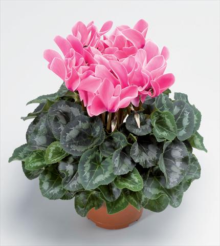 Foto fiore da  Vaso Cyclamen persicum Perfetto Rose Flame