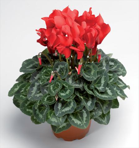 Foto fiore da  Vaso Cyclamen persicum Sierra Synchro Scarlet South F1