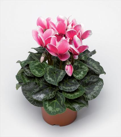 Foto fiore da  Vaso Cyclamen persicum Snowridge Maxi Rose