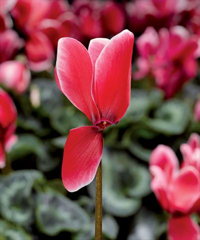 Foto fiore da  Vaso Cyclamen persicum Snowridge Maxi Scarlet F1