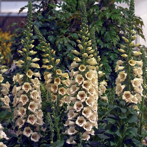 Foto fiore da  Vaso e aiola Digitalis purpurea Virtuoso Cream