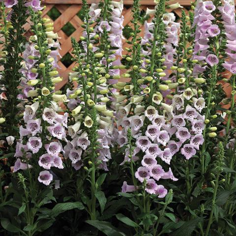 Foto fiore da  Vaso e aiola Digitalis purpurea Virtuoso Lavender