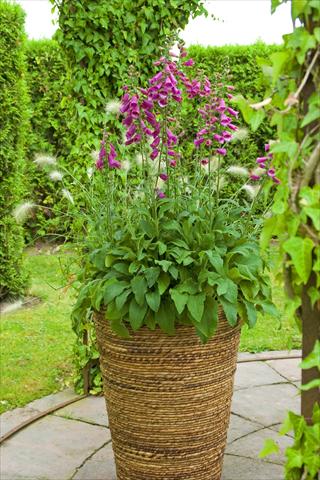 photo of flower to be used as: Pot Digitalis purpurea Virtuoso Red