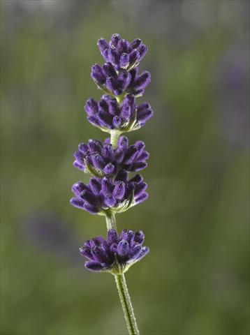 Foto fiore da  Vaso e aiola Lavandula angustifolia Aromatico Blue Compact