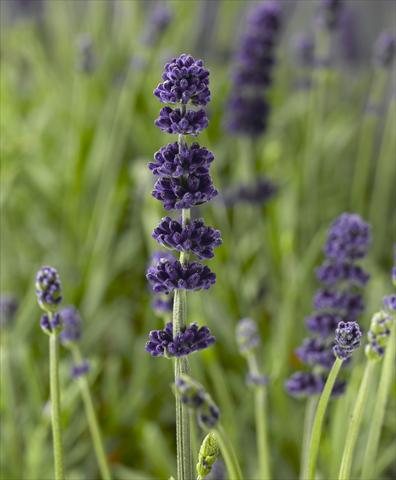 Foto fiore da  Vaso e aiola Lavandula angustifolia Aromatico Blue Improved