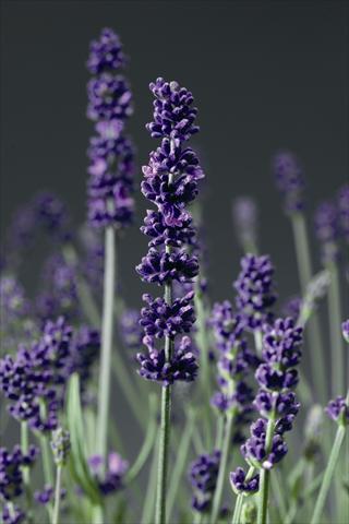 Foto fiore da  Vaso e aiola Lavandula angustifolia Aromatico Blue Lablusa