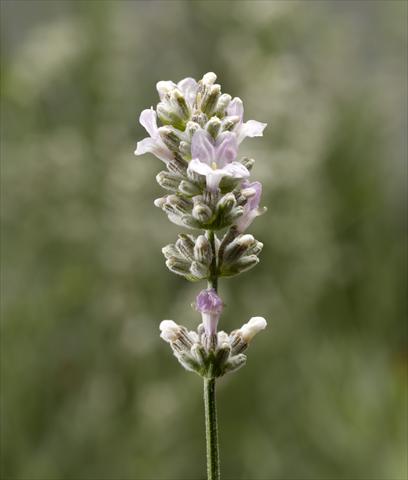 Foto fiore da  Vaso e aiola Lavandula angustifolia Aromatico Silver